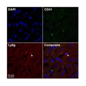 ANTI-FADE FLUORESCENCE MOUNTING MEDIUM - AQUEOUS. FLUOROSHIELD - FRASCO X 20 ML - ABCAM
