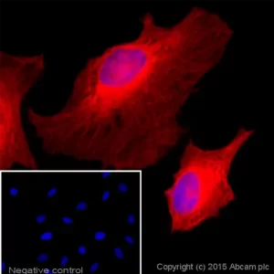 DONKEY ANTI-RABBIT IGG HYL (ALEXA FLUOR 647) - VIAL X 500 UG - ABCAM