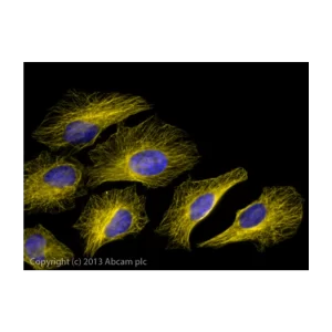 DONKEY ANTI-GOAT IGG H&L (ALEXA FLUOR 568) - VIAL X 500 UG - ABCAM