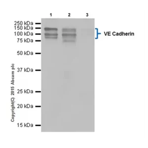 ALEXA FLUOR 488 ANTI-VE CADHERIN ANTIBODY [EPR18229] - INTERCELLULAR JUNCTION MARKER - KIT X 96 TEST - ABCAM