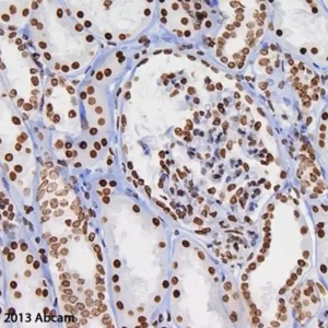 MOUSE AND RABBIT SPECIFIC HRP/DAB IHC DETECTION KIT - MICRO-POLYMER - FRASCO X 60 ML - ABCAM