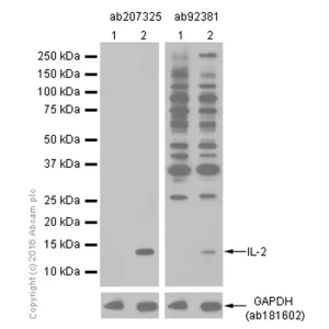 ANTI-IB-2 ANTIBODY - VIAL X 100 UG - ABCAM