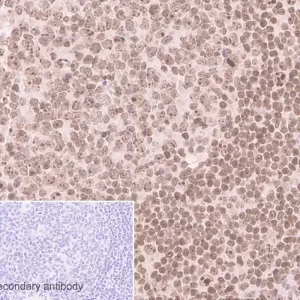 ANTIGEN RETRIEVAL BUFFER (100X CITRATE BUFFER) - FRASCO X 250 ML - ABCAM