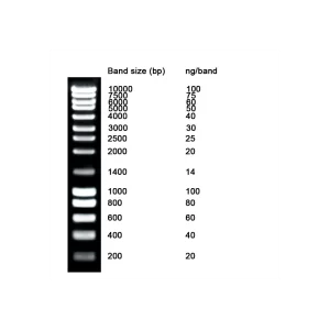 NZYDNA LADDER III -  VIAL X 15 UL - NZYTECH