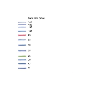 NZYCOLOR PROTEIN MARKER II  - VIAL X 15 UL  - NZYTECH