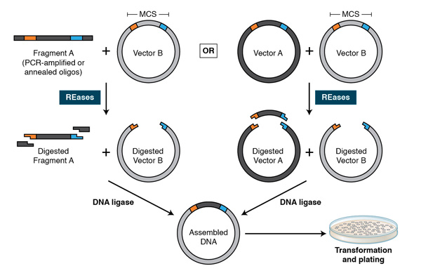 Figura 3 - Esquema ilustrativo del proceso clásico de clonación molecular empleando endonucleasas de restricción y ligasa para construir vectores recombiantes. New England Biolabs.