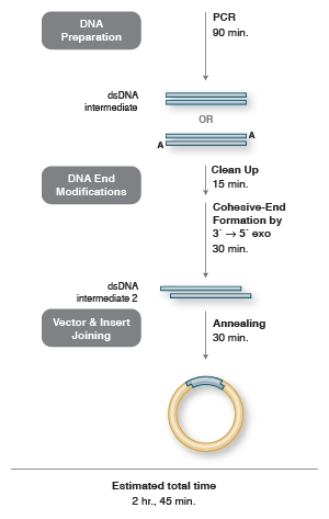 Figura 4 - Ligation Independent Cloning, New England Biolabs, Diagrama y descripción de la técnica de clonación independiente de ligación.