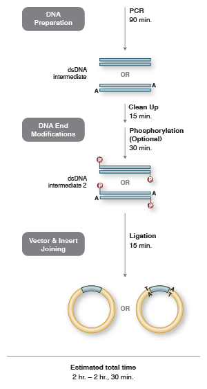 Figura 2 - PCR Cloning, New England Biolabs - Diagrama y explicación de la técnica de clonación basada en PCR.