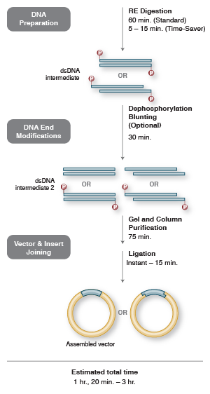 Figura 1 - Traditional Cloning, New England Biolabs, Descripción de la técnica de clonación tradicional empleando enzimas de restricción y ligasa.