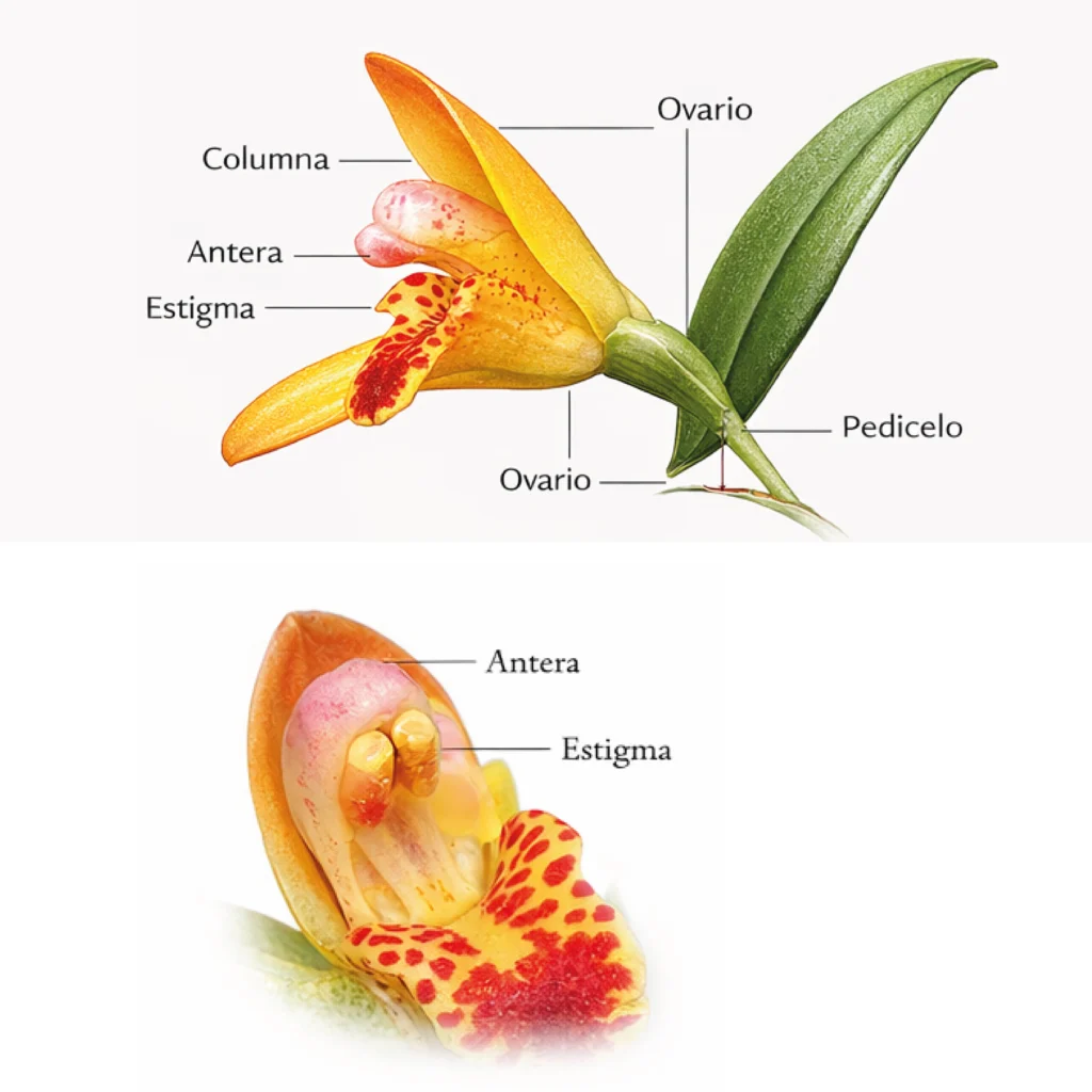 Anatomía floral de Maxillaria rufescens. Columna, antera, estigma, ovario y pedicelo.