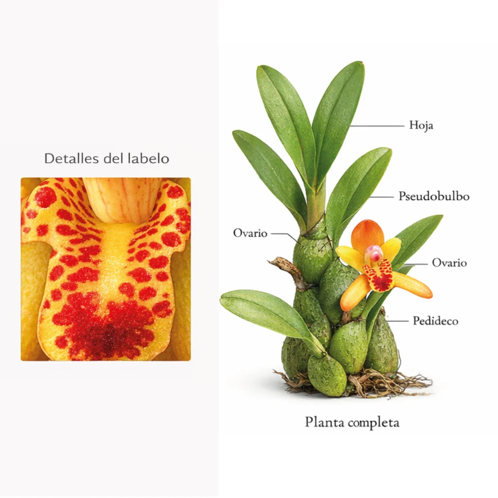 Planta completa de orquídea Maxillaria rufescens. Detalle de pseudobulbo, hoja, ovario y pedicelo.