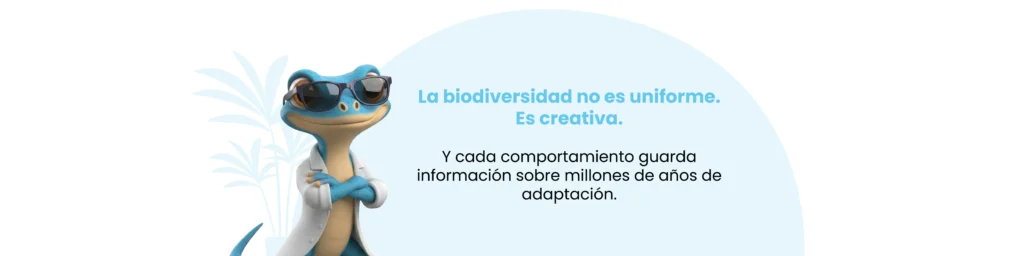 Araña pavo real Maratus volans. Reflexión sobre biodiversidad creativa y millones de años de adaptación en su comportamiento.