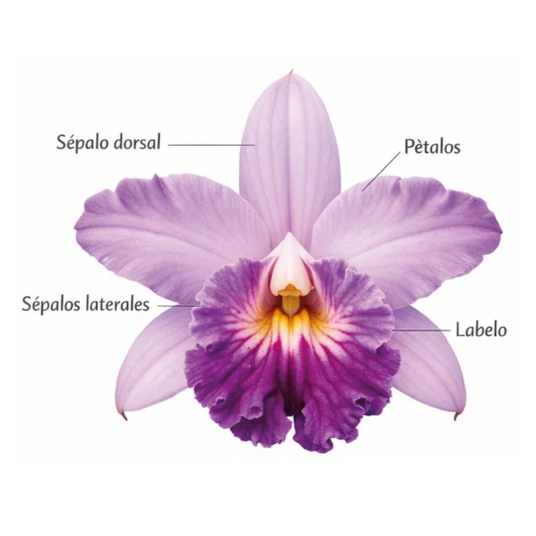 Flor de orquídea bambú Sobralia dichotoma. Sépalo dorsal, pétalos, sépalos laterales y labelo.