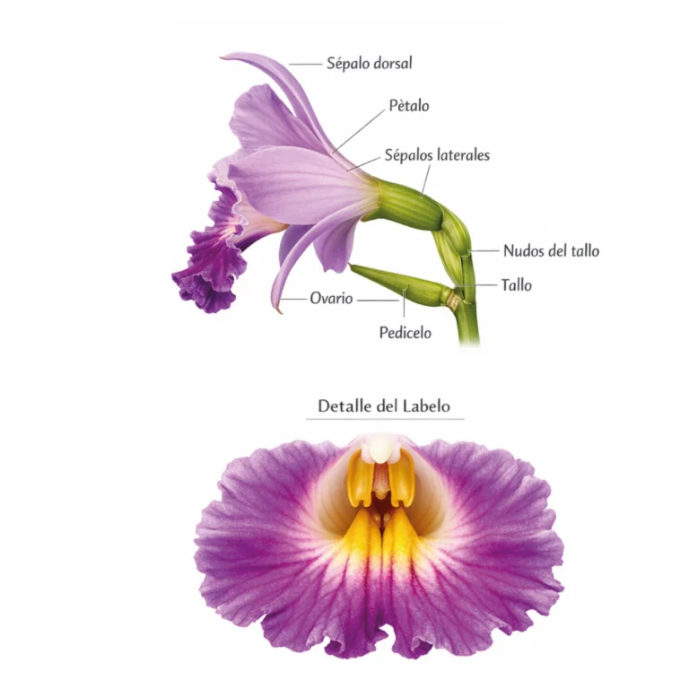 Anatomía floral de Sobralia dichotoma. Sépalos, pétalos, labelo, ovario y nudos del tallo.