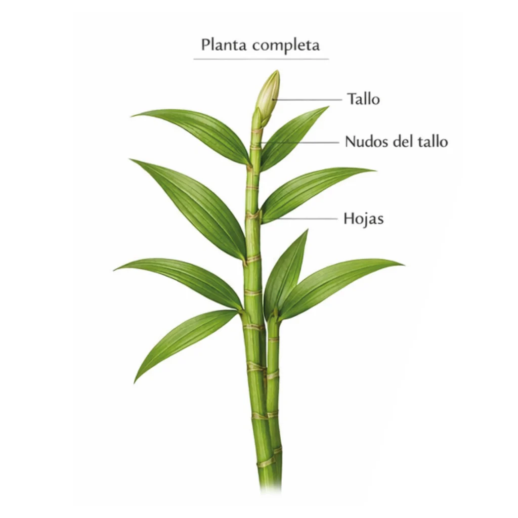 Planta completa de orquídea bambú Sobralia dichotoma. Detalle de tallo con nudos y hojas.